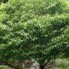 Hornbeam Maple (Acer Carpinifolium) - 3 Gallon Pot