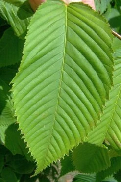 Hornbeam Maple (Acer Carpinifolium) - 3 Gallon Pot -Foliage Dream Sales Store acer carpinifolium hornbeam maple tree 4