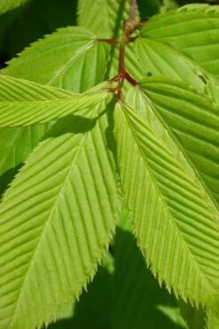 Hornbeam Maple (Acer Carpinifolium) - 3 Gallon Pot -Foliage Dream Sales Store acer carpinifolium hornbeam maple tree 5