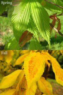 Hornbeam Maple (Acer Carpinifolium) - 3 Gallon Pot -Foliage Dream Sales Store acer carpinifolium hornbeam maple tree 6
