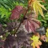 Burgundy Jewel Vine Maple (Acer Circinatum) - 1 Gallon Pot