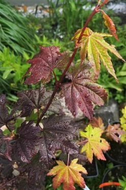 Burgundy Jewel Vine Maple (Acer Circinatum) - 1 Gallon Pot