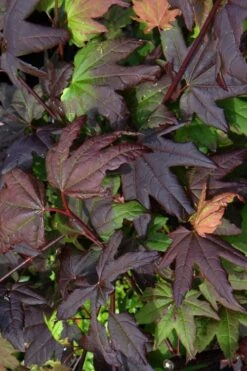 Burgundy Jewel Vine Maple (Acer Circinatum) - 1 Gallon Pot -Foliage Dream Sales Store acer circinatum burgundy jewel vine maple 4