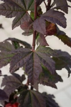 Burgundy Jewel Vine Maple (Acer Circinatum) - 1 Gallon Pot -Foliage Dream Sales Store acer circinatum burgundy jewel vine maple 6