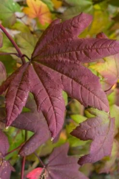 Burgundy Jewel Vine Maple (Acer Circinatum) - 1 Gallon Pot -Foliage Dream Sales Store acer circinatum burgundy jewel vine maple 7