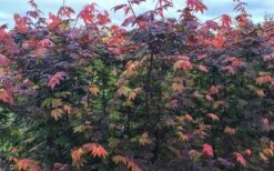 Burgundy Jewel Vine Maple (Acer Circinatum) - 1 Gallon Pot -Foliage Dream Sales Store acer circinatum burgundy jewel vine maple 8