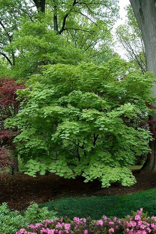 Emmett's Pumpkin Japanese Maple (Acer Japonicum) - 1 Gallon Pot 6 Emmett's Pumpkin Japanese Maple (Acer Japonicum) - 1 Gallon Pot - Image 6