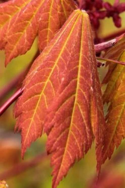 Emmett's Pumpkin Japanese Maple (Acer Japonicum) - 1 Gallon Pot 16 Emmett's Pumpkin Japanese Maple (Acer Japonicum) - 1 Gallon Pot -Foliage Dream Sales Store acer japonicum emmets pumpkin japanese maple 1