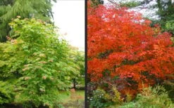 Emmett's Pumpkin Japanese Maple (Acer Japonicum) - 1 Gallon Pot 23 Emmett's Pumpkin Japanese Maple (Acer Japonicum) - 1 Gallon Pot -Foliage Dream Sales Store acer japonicum emmets pumpkin japanese maple 10