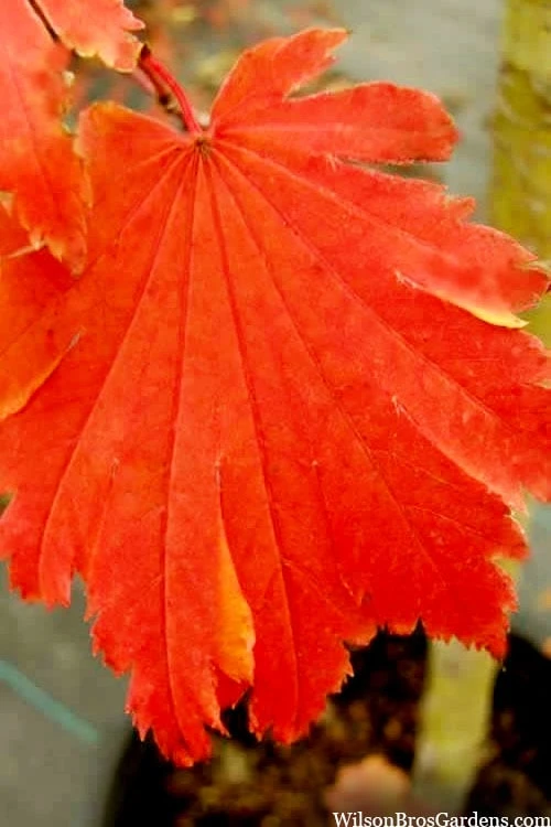 Emmett's Pumpkin Japanese Maple (Acer Japonicum) - 1 Gallon Pot 1 Emmett's Pumpkin Japanese Maple (Acer Japonicum) - 1 Gallon Pot