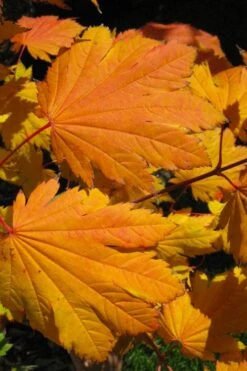 Emmett's Pumpkin Japanese Maple (Acer Japonicum) - 1 Gallon Pot 19 Emmett's Pumpkin Japanese Maple (Acer Japonicum) - 1 Gallon Pot -Foliage Dream Sales Store acer japonicum emmets pumpkin japanese maple 2