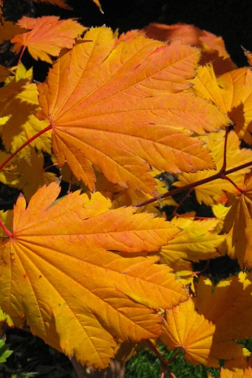 Emmett's Pumpkin Japanese Maple (Acer Japonicum) - 1 Gallon Pot 8 Emmett's Pumpkin Japanese Maple (Acer Japonicum) - 1 Gallon Pot - Image 8