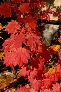 Emmett's Pumpkin Japanese Maple (Acer Japonicum) - 1 Gallon Pot 21 Emmett's Pumpkin Japanese Maple (Acer Japonicum) - 1 Gallon Pot -Foliage Dream Sales Store acer japonicum emmets pumpkin japanese maple 5