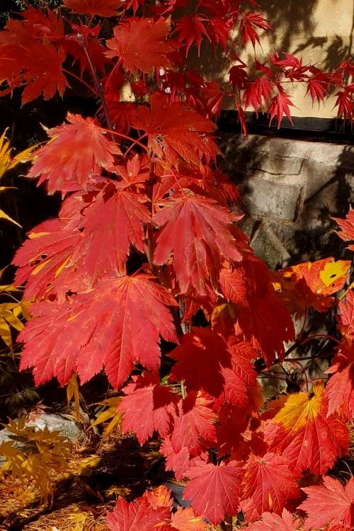 Emmett's Pumpkin Japanese Maple (Acer Japonicum) - 1 Gallon Pot 10 Emmett's Pumpkin Japanese Maple (Acer Japonicum) - 1 Gallon Pot - Image 10