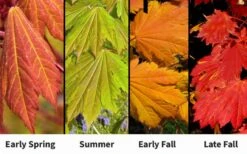 Emmett's Pumpkin Japanese Maple (Acer Japonicum) - 1 Gallon Pot 15 Emmett's Pumpkin Japanese Maple (Acer Japonicum) - 1 Gallon Pot -Foliage Dream Sales Store acer japonicum emmets pumpkin japanese maple 7