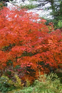 Emmett's Pumpkin Japanese Maple (Acer Japonicum) - 1 Gallon Pot 22 Emmett's Pumpkin Japanese Maple (Acer Japonicum) - 1 Gallon Pot -Foliage Dream Sales Store acer japonicum emmets pumpkin japanese maple 9