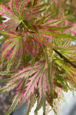 Abigail Rose Japanese Maple - 3 Gallon Pot -Foliage Dream Sales Store acer palmatum abigail rose japanese maple 3