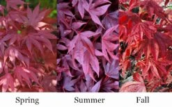 Adrian's Compact Japanese Maple - 5 Gallon Pot -Foliage Dream Sales Store acer palmatum adrians compact japanese maple 12