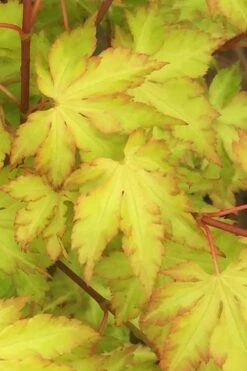 Anne Irene Japanese Maple - 3 Gallon Pot -Foliage Dream Sales Store acer palmatum anne irene japanese maple 3