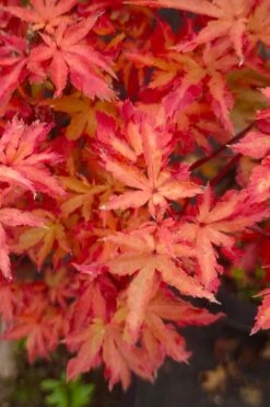 Anne Irene Japanese Maple - 3 Gallon Pot -Foliage Dream Sales Store acer palmatum anne irene japanese maple 5