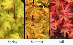 Anne Irene Japanese Maple - 3 Gallon Pot -Foliage Dream Sales Store acer palmatum anne irene japanese maple 6