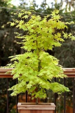 Anne Irene Japanese Maple - 3 Gallon Pot -Foliage Dream Sales Store acer palmatum anne irene japanese maple 7