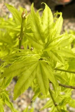 Aoyagi Japanese Maple (Ukon) - 5 Gallon Pot -Foliage Dream Sales Store acer palmatum aoyagi japanese maple 1