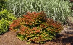 Beni Hime Dwarf Japanese Maple - 3 Gallon Pot -Foliage Dream Sales Store acer palmatum beni hime japanese maple 21
