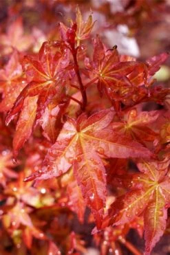 Beni Hime Dwarf Japanese Maple - 3 Gallon Pot -Foliage Dream Sales Store acer palmatum beni hime japanese maple 23