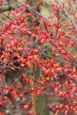 Beni Hime Dwarf Japanese Maple - 3 Gallon Pot -Foliage Dream Sales Store acer palmatum beni hime japanese maple 5