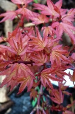 Beni Hime Dwarf Japanese Maple - 3 Gallon Pot -Foliage Dream Sales Store acer palmatum beni hime japanese maple 8