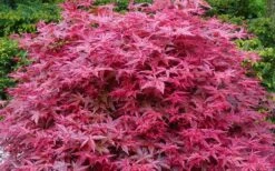 'Beni Maiko' Red Dancing Girl Japanese Maple - 1 Gallon Pot -Foliage Dream Sales Store acer palmatum beni maiko japanese maple 2
