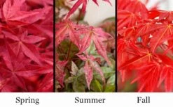 'Beni Maiko' Red Dancing Girl Japanese Maple - 1 Gallon Pot -Foliage Dream Sales Store acer palmatum beni maiko japanese maple 5