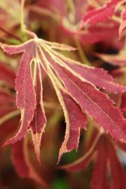 'Beni Shi En' Purple Smoke Japanese Maple - 3 Gallon Pot -Foliage Dream Sales Store acer palmatum beni shi en japanese maple tree 15