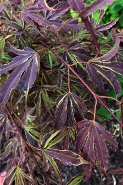 'Beni Shi En' Purple Smoke Japanese Maple - 3 Gallon Pot -Foliage Dream Sales Store acer palmatum beni shi en japanese maple tree 20