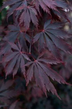 Black Lace Japanese Maple - 6 Gallon Pot -Foliage Dream Sales Store acer palmatum black lace japanese maple 1