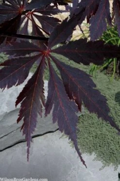 Black Lace Japanese Maple - 6 Gallon Pot -Foliage Dream Sales Store acer palmatum black lace japanese maple 3