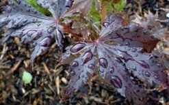 Black Lace Japanese Maple - 6 Gallon Pot -Foliage Dream Sales Store acer palmatum black lace japanese maple 4