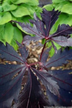 Black Lace Japanese Maple - 6 Gallon Pot -Foliage Dream Sales Store acer palmatum black lace japanese maple 5