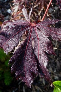 Black Lace Japanese Maple - 6 Gallon Pot -Foliage Dream Sales Store acer palmatum black lace japanese maple 7