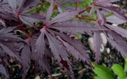 Black Lace Japanese Maple - 6 Gallon Pot -Foliage Dream Sales Store acer palmatum black lace japanese maple 9