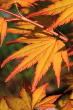 Spring Orange Japanese Maple (Acer Palmatum 'Daidai Haru) - 3 Gallon Pot -Foliage Dream Sales Store acer palmatum daidai haru japanese maple 2