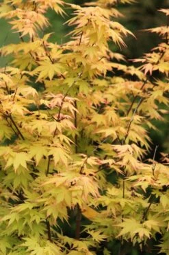 Spring Orange Japanese Maple (Acer Palmatum 'Daidai Haru) - 3 Gallon Pot -Foliage Dream Sales Store acer palmatum daidai haru japanese maple 3