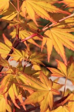 Spring Orange Japanese Maple (Acer Palmatum 'Daidai Haru) - 3 Gallon Pot -Foliage Dream Sales Store acer palmatum daidai haru spring orange japanese maple 4