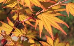 Spring Orange Japanese Maple (Acer Palmatum 'Daidai Haru) - 3 Gallon Pot -Foliage Dream Sales Store acer palmatum daidai haru spring orange japanese maple 5