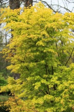 Spring Orange Japanese Maple (Acer Palmatum 'Daidai Haru) - 3 Gallon Pot -Foliage Dream Sales Store acer palmatum daidai haru spring orange japanese maple 7