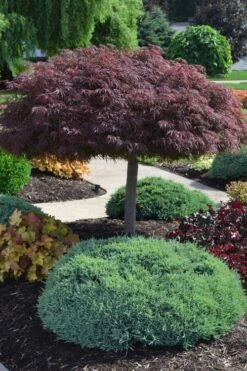 Crimson Queen Dwarf Japanese Maple (High Graft Tree Form) - 2 Gallon Pot -Foliage Dream Sales Store acer palmatum dissectum crimson queen high graft tree form formal