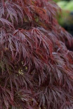 Crimson Queen Dwarf Japanese Maple (High Graft Tree Form) - 2 Gallon Pot -Foliage Dream Sales Store acer palmatum dissectum crimson queen leaves