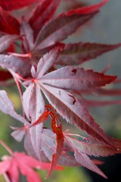 Dragon Tears Japanese Maple - 3 Gallon Pot -Foliage Dream Sales Store acer palmatum dragon tears japanese maple 1