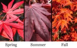 Dragon Tears Japanese Maple - 3 Gallon Pot -Foliage Dream Sales Store acer palmatum dragon tears japanese maple 6